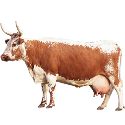 Telemark Cow